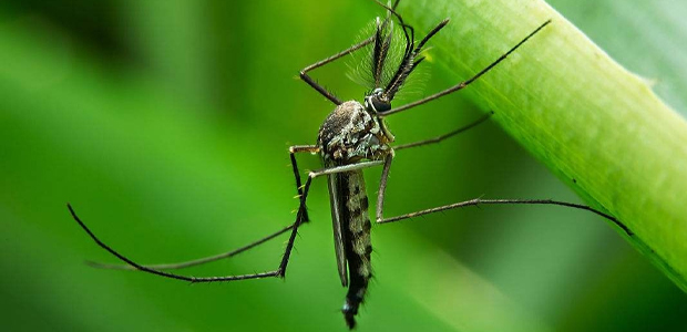 如何很好的减少被蚊子叮咬的可能性?