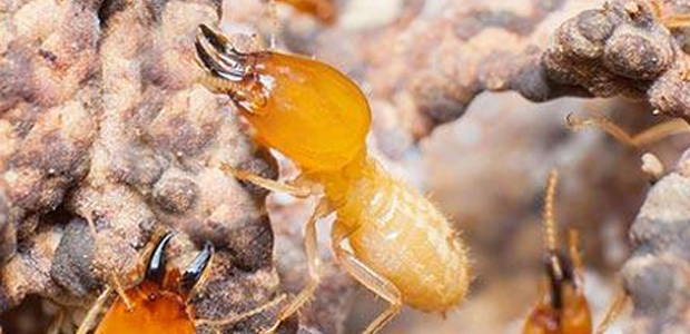 灭虫公司分析灭白蚁用什么药效果好?