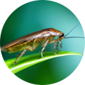 家里面怎么预防蟑螂及如何消灭蟑螂?