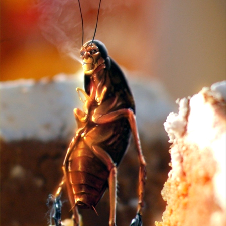 蟑螂有哪些危害?如何有效地灭杀蟑螂?