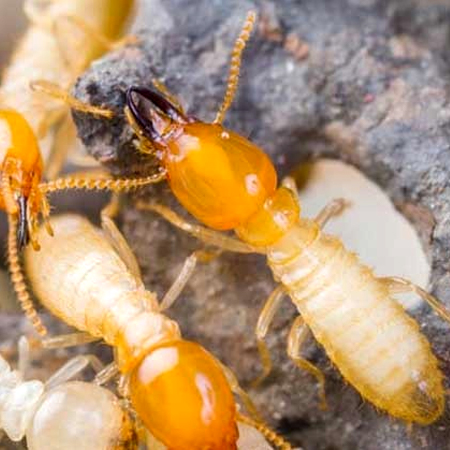 如果在家中发现白蚁怎么办?该如何做好白蚁防治?
