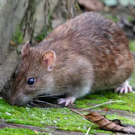 云南灭鼠公司告诉你老鼠传播疾病的途径以及会带来哪些危害?