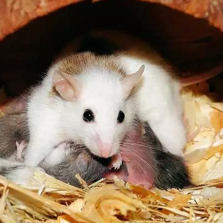 家里出现老鼠怎么办?如何快速有效的消灭老鼠