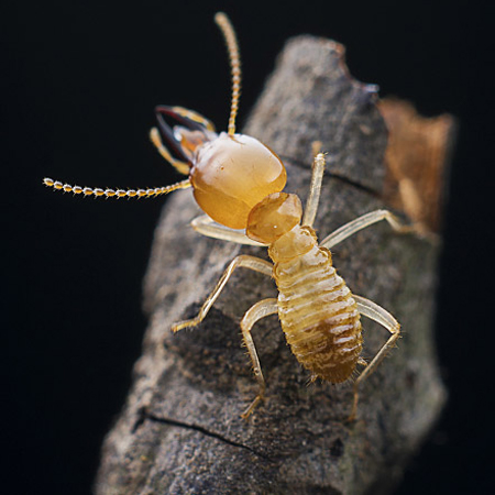 白蚁侵害有什么征兆?应该如何预防白蚁?