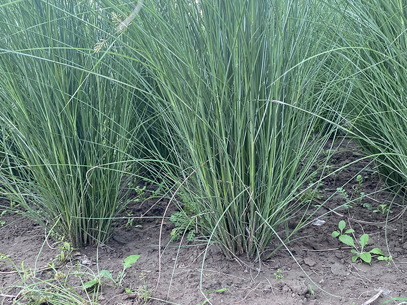 細葉芒地栽苗基地介紹細葉芒的特點