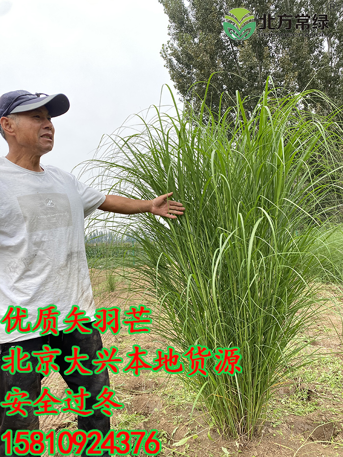 北京矢羽芒基地詳析矢羽芒特征