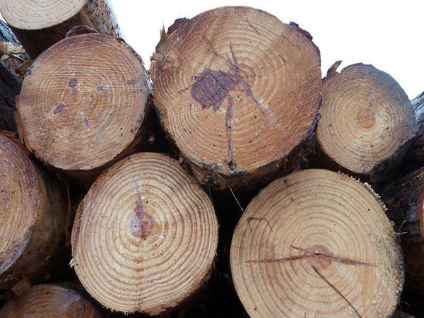 貴州原木收購廠家帶您了解原木木材在國內的影響
