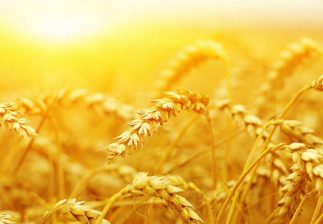 怎样提高小麦种子的纯度