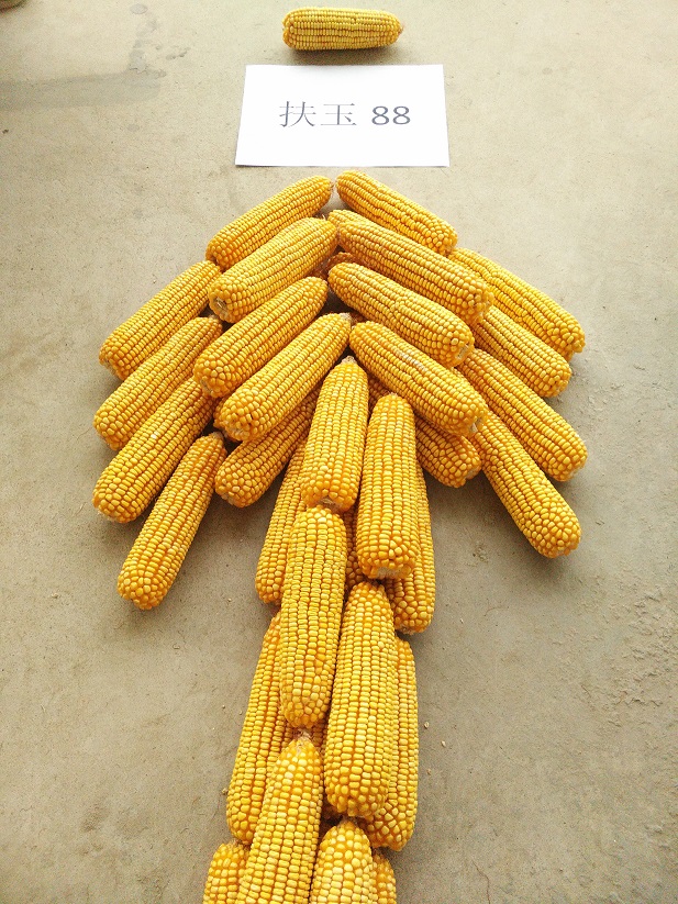 玉米杂交种子的优势有哪些