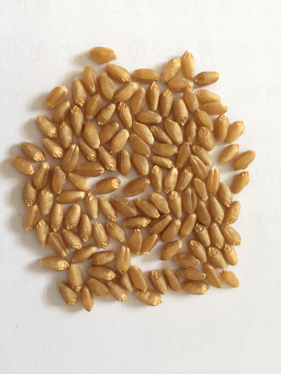 小麦种子特点及贮藏