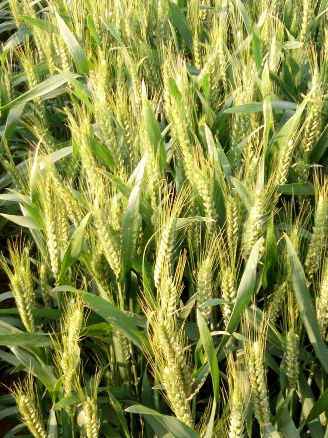 小麦纹枯病是冬小麦常见的病害
