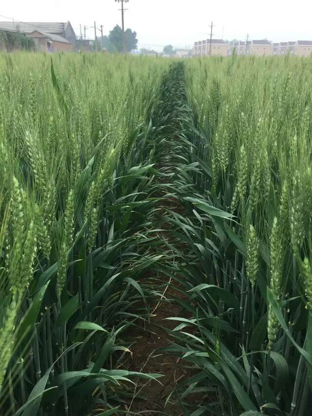稻田套播小麦种子种植技术