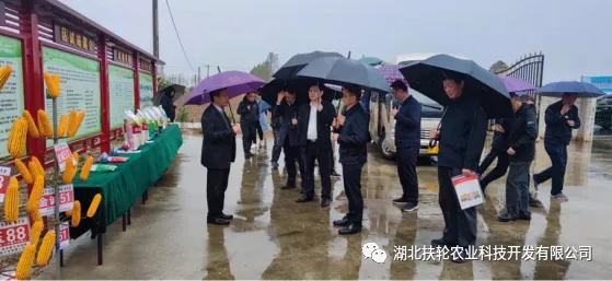 襄陽市市長王太暉一行冒雨調研扶輪農業現代種業發展情況