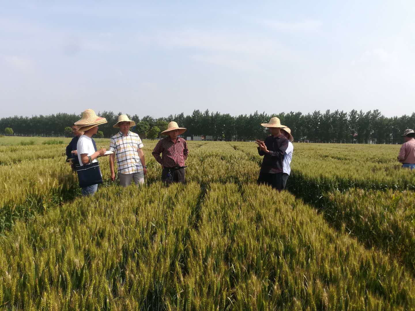 田间小麦种子杂草防治问题