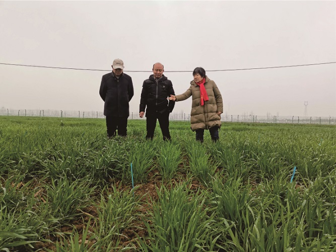 湖北扶轮农业首席小麦育种家康明辉教授在基地开展科 研工作