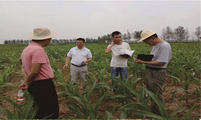 国家黄淮海夏玉米区试主持人邓士政博士 指导公司科研试验工作