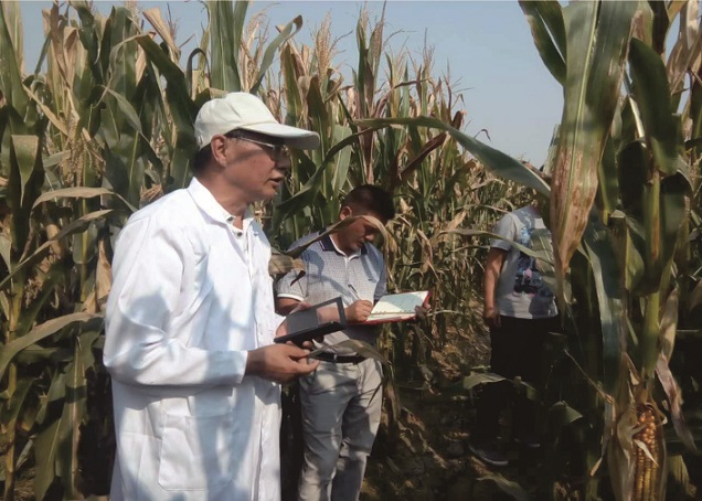 河南省农业大学李潮海教授指导玉米育种