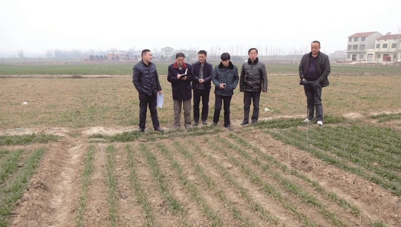 湖北省农业农村厅高广金处长赴湖北扶轮农业查看小麦试验情况