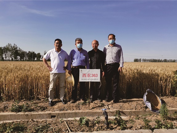 西北农林科技大学高翔教授指导公司小麦育种