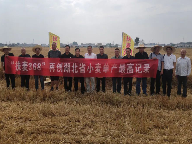 湖 北 省 小 麦 专 家 组 测 定 ： 扶 麦 3 6 8 亩 产 6 9 1 . 2 公 斤 ！   再 创 湖 北 省 小 麦 单 产 新 纪 录 ！