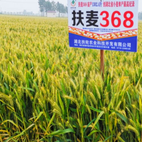 高 产 、 广 适 小 麦 新 品 种 扶 麦 3 6 8 的 选 育 与 推 广