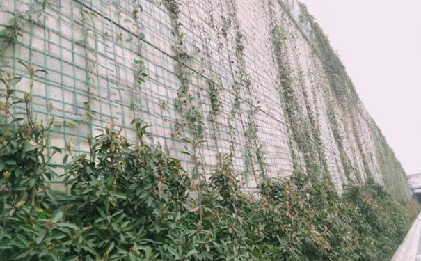 贵州植物爬藤网