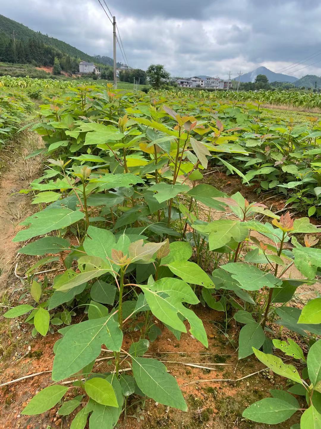 福建楓香苗基地