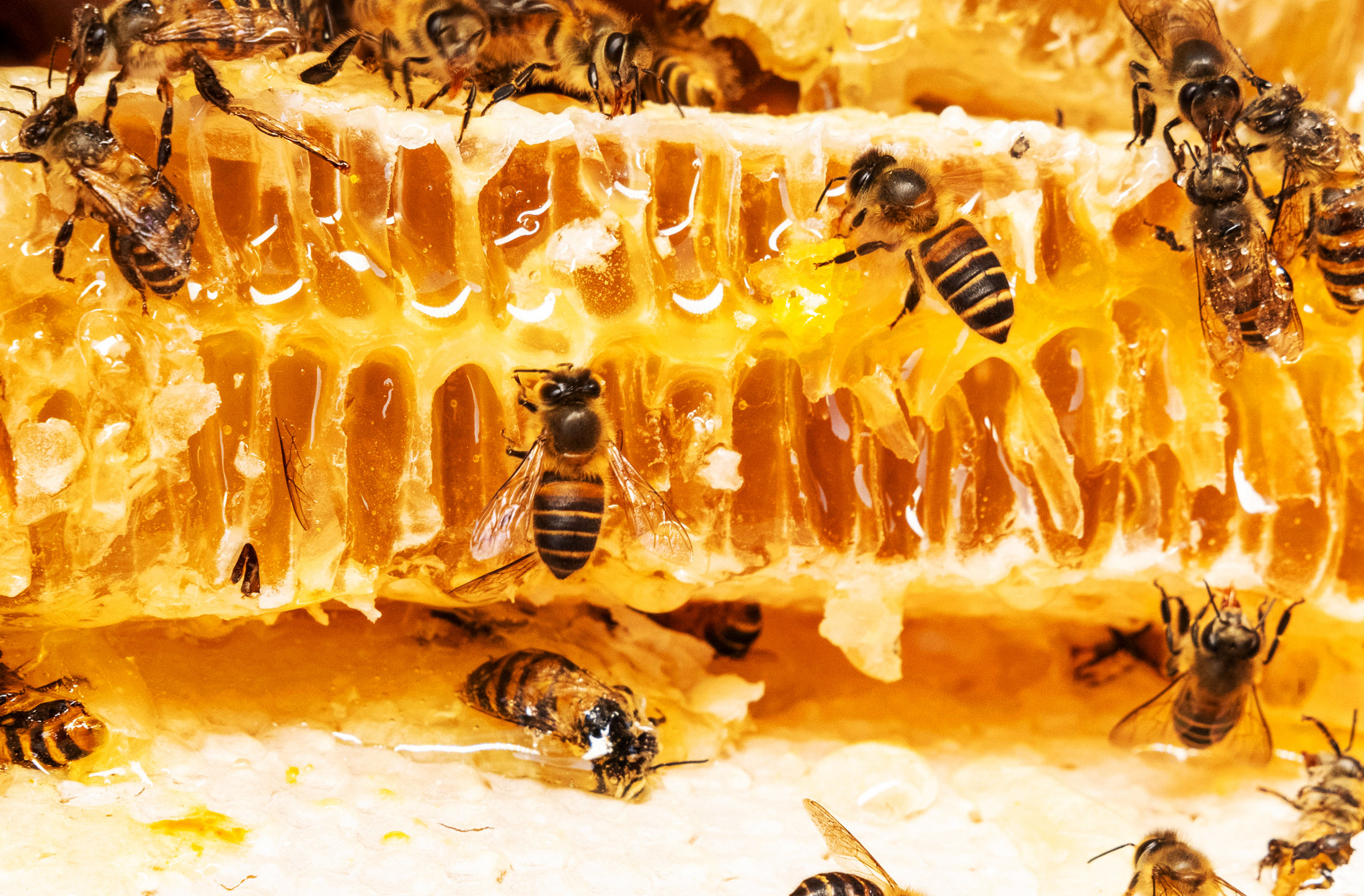 吉林通化长春蜂蜜的保质期一般有多久？很多人或许不知道