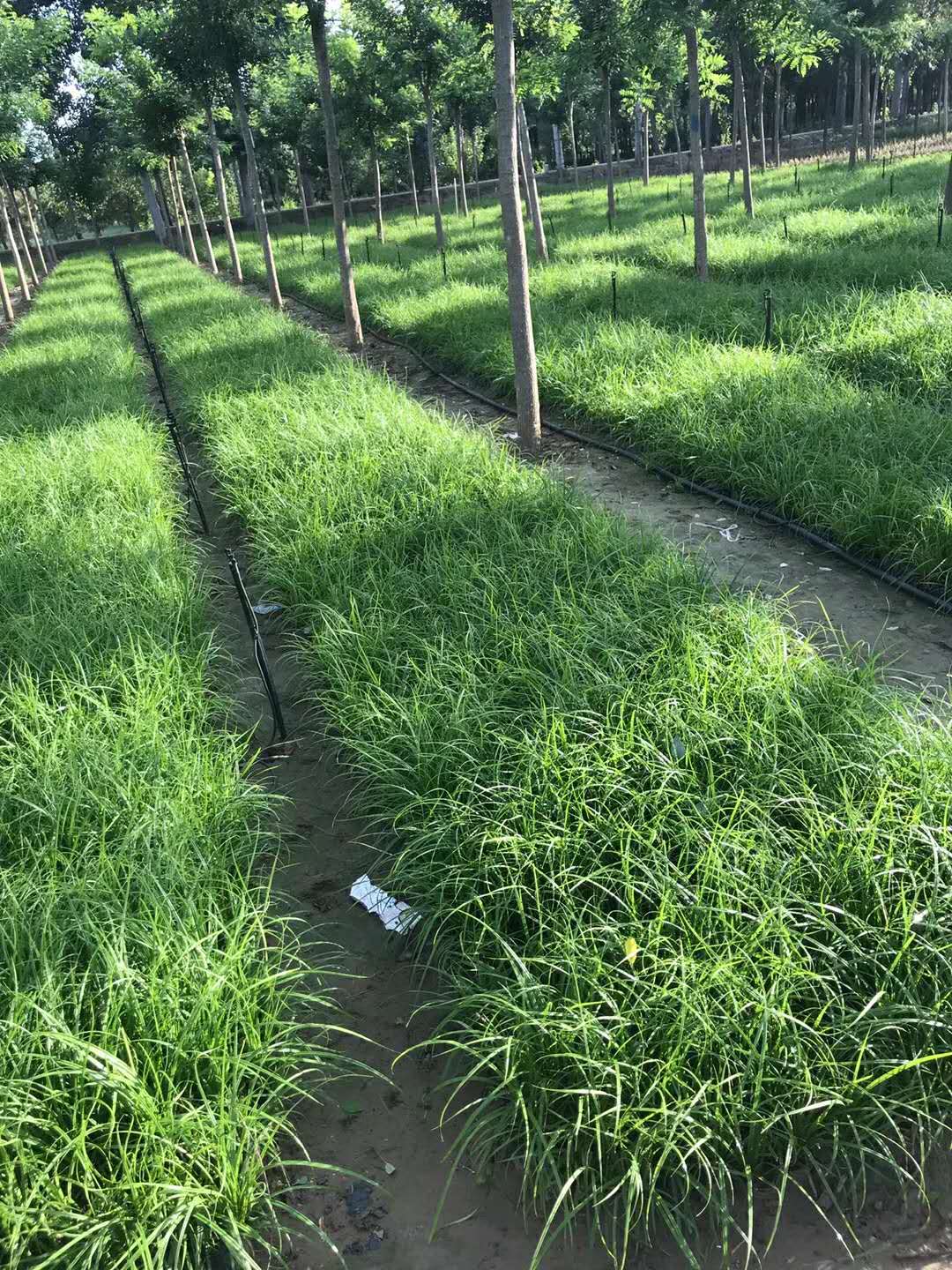 北京青绿苔草什么种植合适？