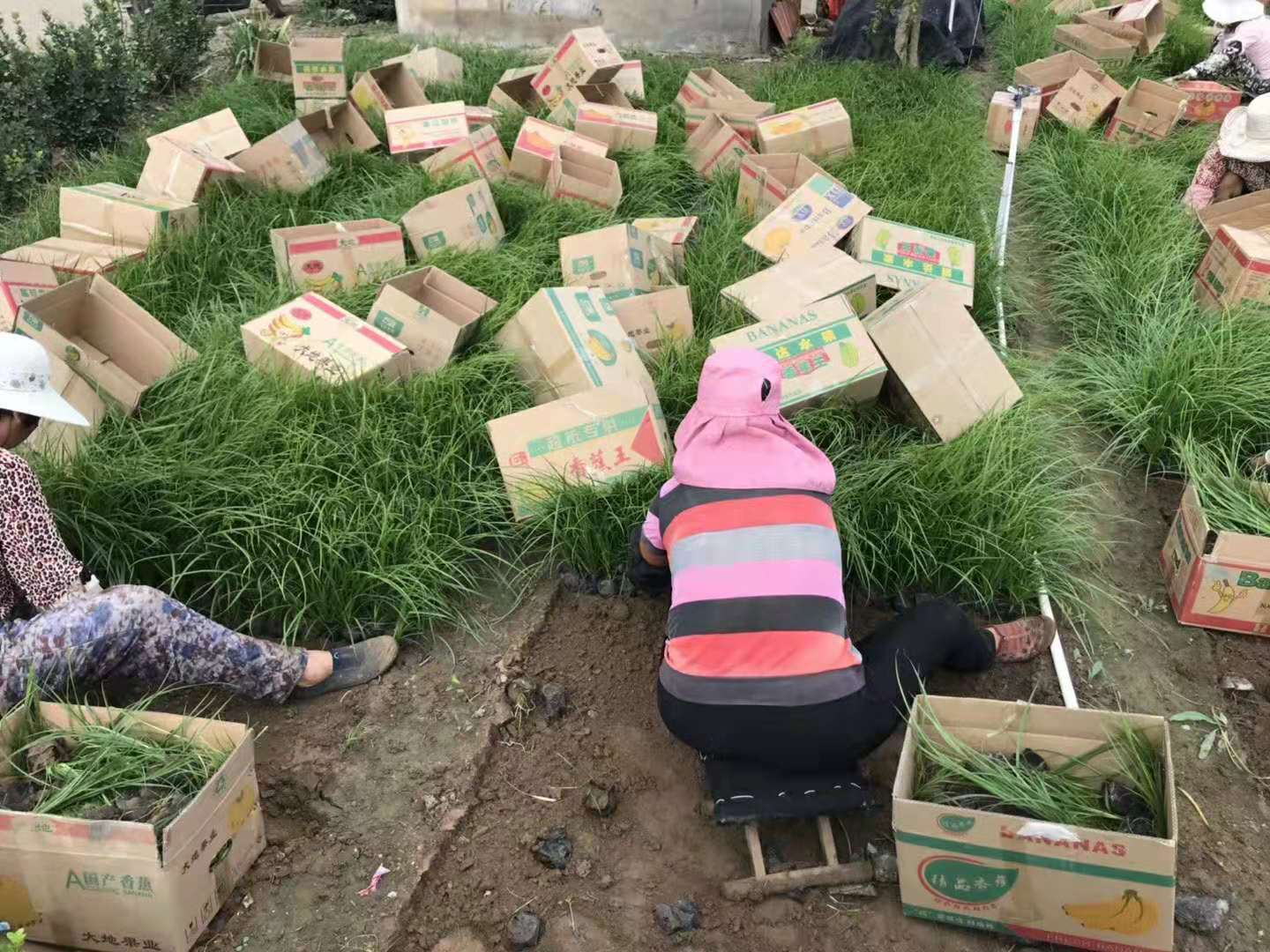 青绿苔草基地北京本地苗自产自销