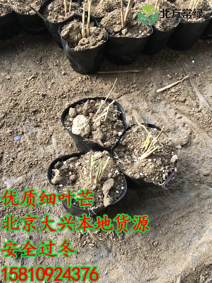 北京细叶芒盆栽苗一般是几个芽？