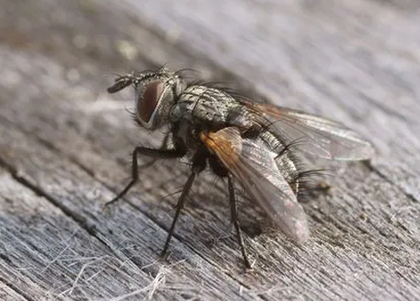 夏季重庆防蚊蝇的方法和措施