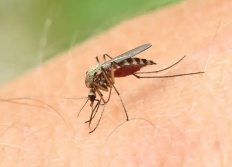 夏季防蚊蝇的方法和措施