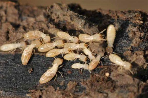 如何预防白蚁对我们生活的危害