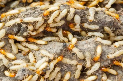 白蚁防治小知识如何发现白蚁？如果你发现白蚁怎么办？