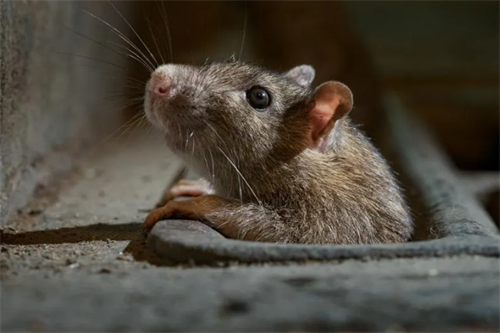 重庆灭鼠公司分享家里有老鼠如何正确使用驱鼠剂