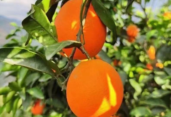 臍橙