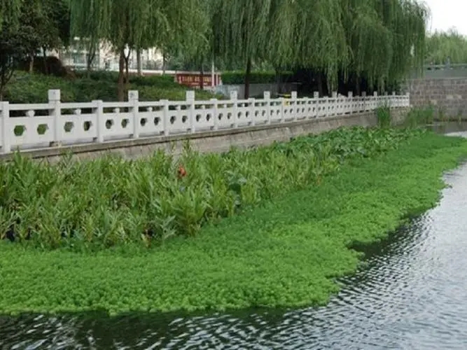 福州水生态修复