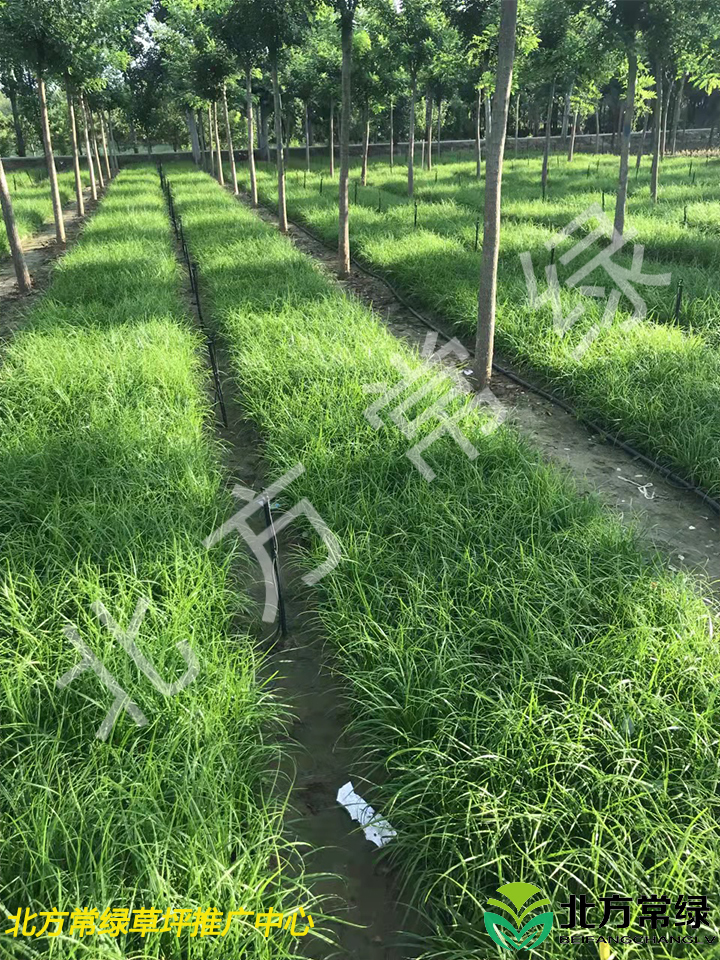 北京青綠苔草價格是多少？