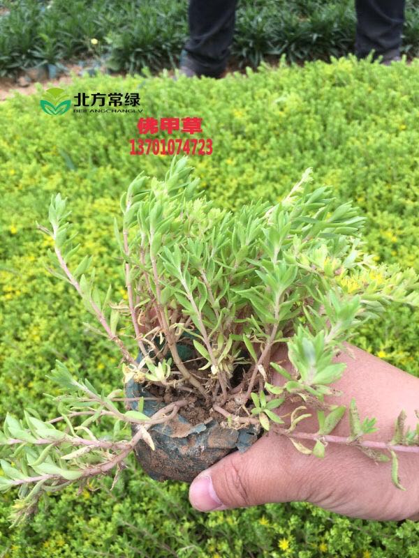 北京佛甲草——草本植物介绍