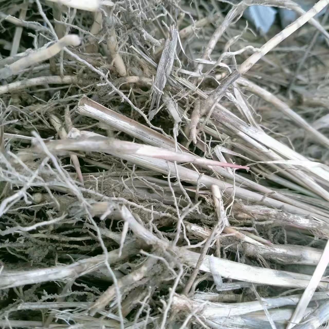 白茅裸根苗供应——纯乡土品种