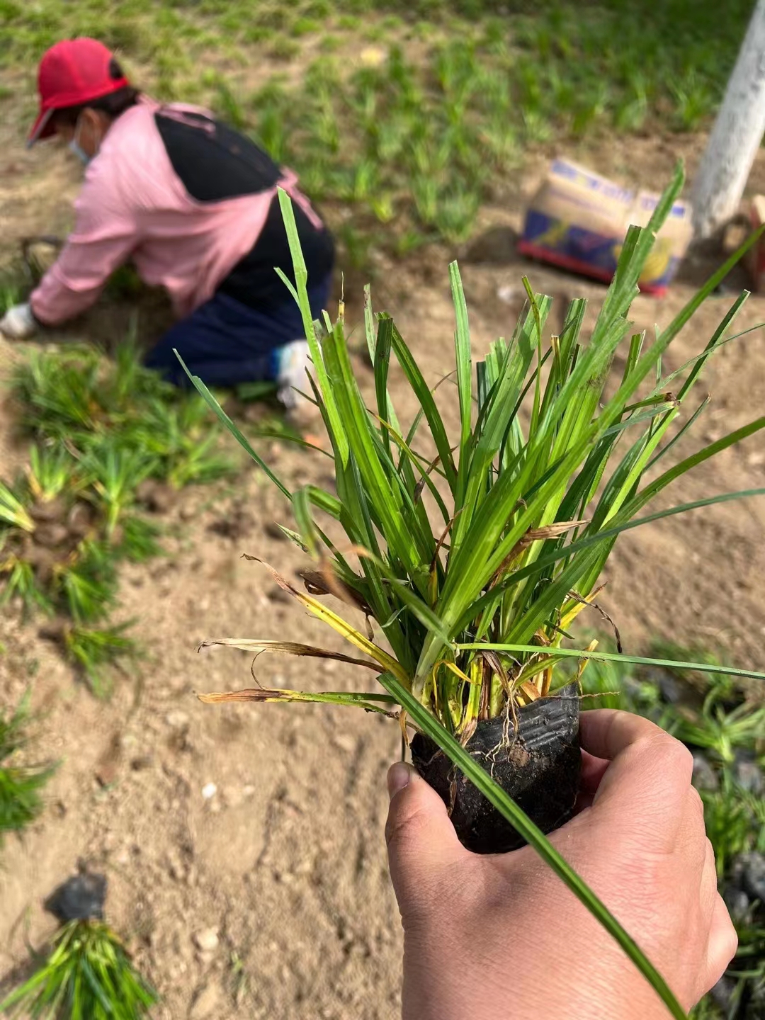 北京崂峪苔草价格及优点介绍