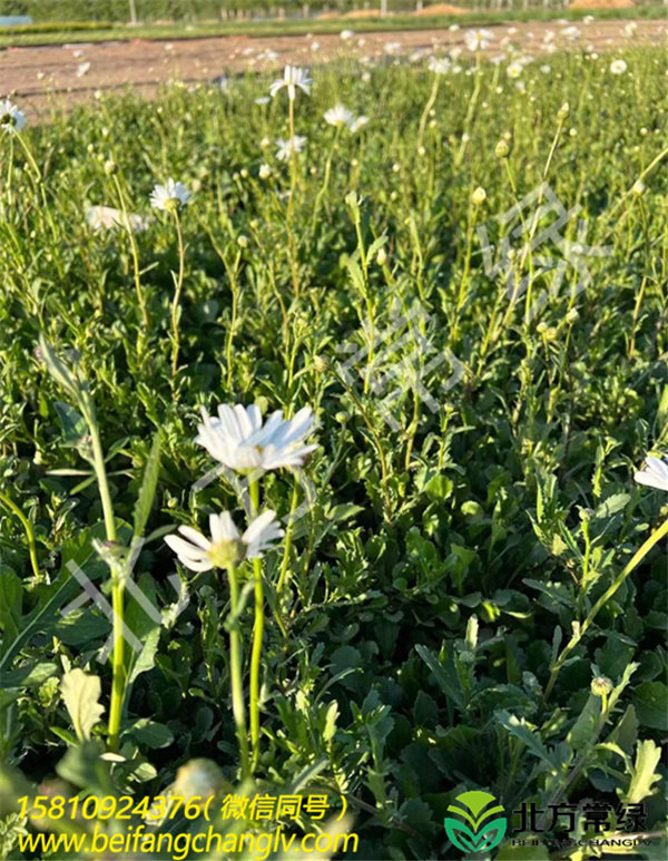 大滨菊小苗/种苗供应基地北京厂家出售