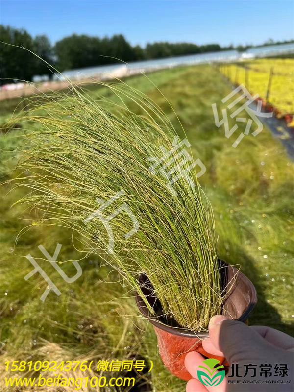北京针茅基地-北方常绿苗圃长期供应针茅小苗