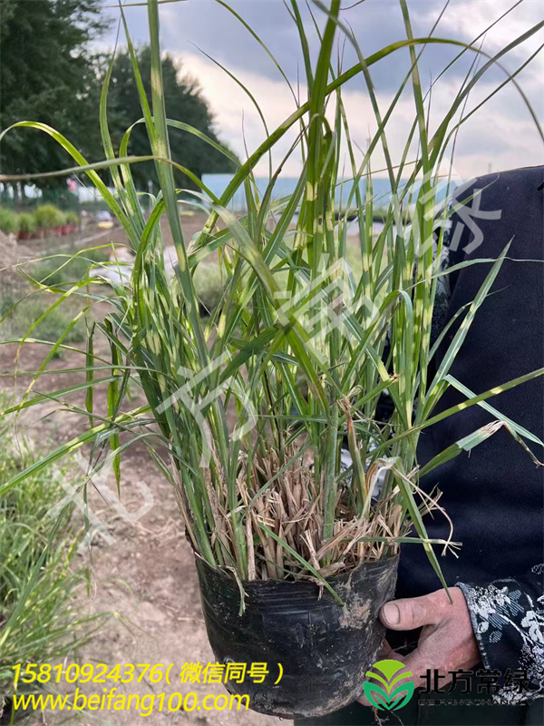 北京斑葉芒杯苗基地大量批發(fā)，斑葉芒供應(yīng)廠家