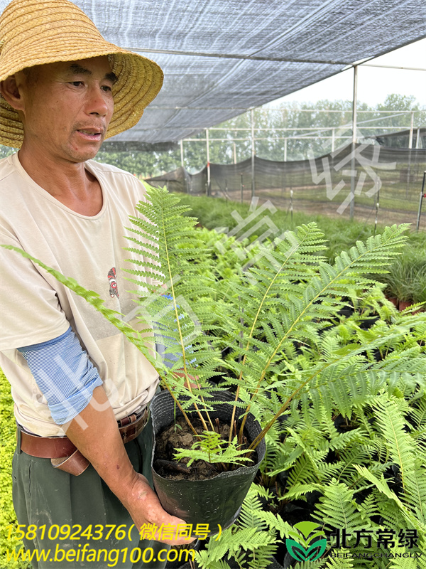 北京鳞毛蕨基地-大量种植鳞毛蕨地栽苗-品质好价格低