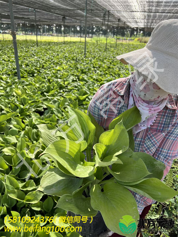 大型巨无霸玉簪种植基地-现货直销-品种齐全