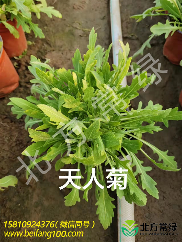 北京天人菊批發(fā)基地-成活率高-質(zhì)量好