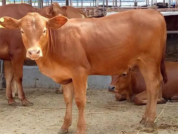 牛用催肥饲料添加剂厂家教你养牛的方法