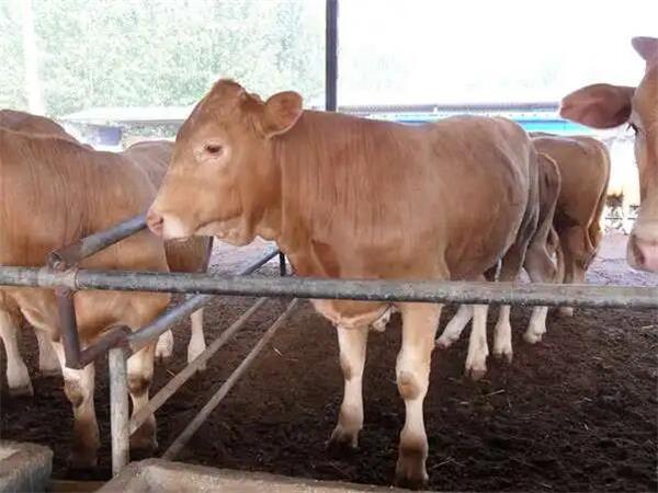 牛饲料添加剂厂家案例